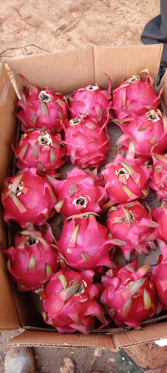 Harvested dragon fruits in crate
